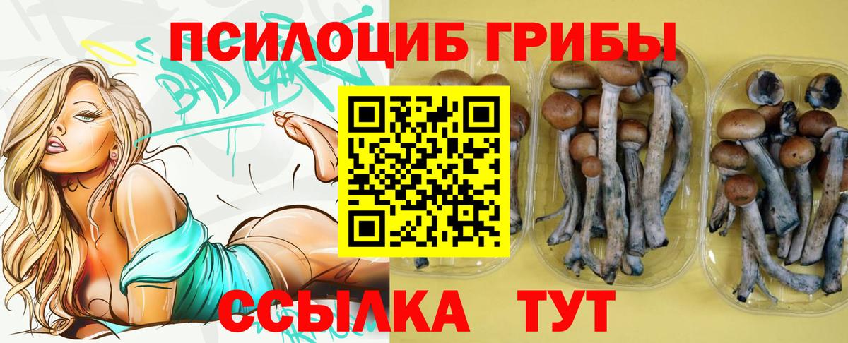 Галлюциногенные грибы Psilocybe Пугачёв